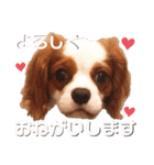 キャバリア るっちゃん2（個別スタンプ：8）