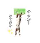 キャバリア るっちゃん2（個別スタンプ：9）