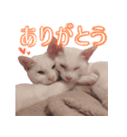 皙と皓（個別スタンプ：1）