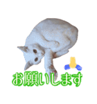 皙と皓（個別スタンプ：3）