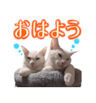 皙と皓（個別スタンプ：5）