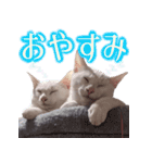 皙と皓（個別スタンプ：6）