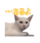 皙と皓（個別スタンプ：8）