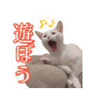 皙と皓（個別スタンプ：9）