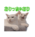 皙と皓（個別スタンプ：10）
