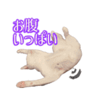 皙と皓（個別スタンプ：11）