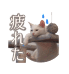 皙と皓（個別スタンプ：12）