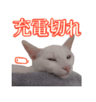 皙と皓（個別スタンプ：15）