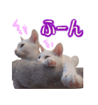 皙と皓（個別スタンプ：16）
