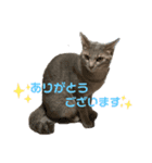 こんにゃく②（個別スタンプ：6）