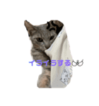 こんにゃく②（個別スタンプ：12）