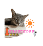 こんにゃく②（個別スタンプ：13）
