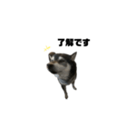 BARON(2)敬語ver.（個別スタンプ：1）
