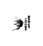 BARON(2)敬語ver.（個別スタンプ：6）