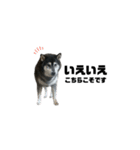 BARON(2)敬語ver.（個別スタンプ：9）