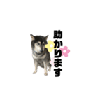 BARON(2)敬語ver.（個別スタンプ：14）