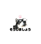 BARON(2)敬語ver.（個別スタンプ：20）