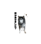 BARON(2)敬語ver.（個別スタンプ：22）