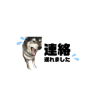 BARON(2)敬語ver.（個別スタンプ：23）