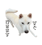 紀州犬 えん・ももか・ゆず（個別スタンプ：3）