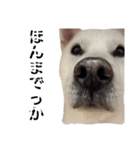 紀州犬 えん・ももか・ゆず（個別スタンプ：4）