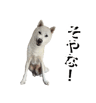 紀州犬 えん・ももか・ゆず（個別スタンプ：7）