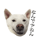 紀州犬 えん・ももか・ゆず（個別スタンプ：9）