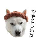 紀州犬 えん・ももか・ゆず（個別スタンプ：11）