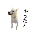 紀州犬 えん・ももか・ゆず（個別スタンプ：12）