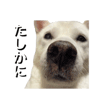 紀州犬 えん・ももか・ゆず（個別スタンプ：15）