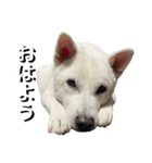 紀州犬 えん・ももか・ゆず（個別スタンプ：16）