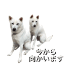 紀州犬 えん・ももか・ゆず（個別スタンプ：17）