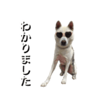 紀州犬 えん・ももか・ゆず（個別スタンプ：18）