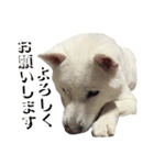 紀州犬 えん・ももか・ゆず（個別スタンプ：25）