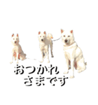 紀州犬 えん・ももか・ゆず（個別スタンプ：27）