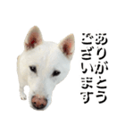 紀州犬 えん・ももか・ゆず（個別スタンプ：28）