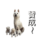 紀州犬 えん・ももか・ゆず（個別スタンプ：30）