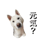 紀州犬 えん・ももか・ゆず（個別スタンプ：34）