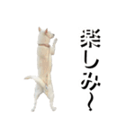 紀州犬 えん・ももか・ゆず（個別スタンプ：35）