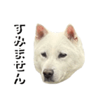 紀州犬 えん・ももか・ゆず（個別スタンプ：39）