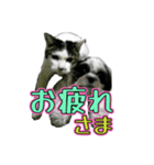 組み合わせ自由で送るデカ文字！！（個別スタンプ：4）