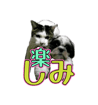 組み合わせ自由で送るデカ文字！！（個別スタンプ：20）