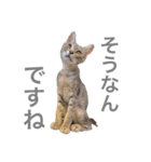 しもてぃーず10（個別スタンプ：6）