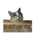 しもてぃーず9（個別スタンプ：6）