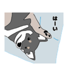 動物 柴犬編（個別スタンプ：2）