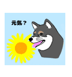 動物 柴犬編（個別スタンプ：12）