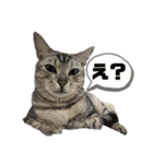我が家のこてつ4（個別スタンプ：1）