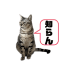 我が家のこてつ4（個別スタンプ：4）