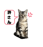 我が家のこてつ4（個別スタンプ：8）