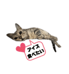 我が家のこてつ4（個別スタンプ：12）